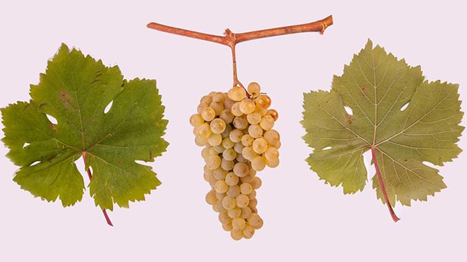 ჩინური: სახელწოდების ეტიმოლოგიისთვის